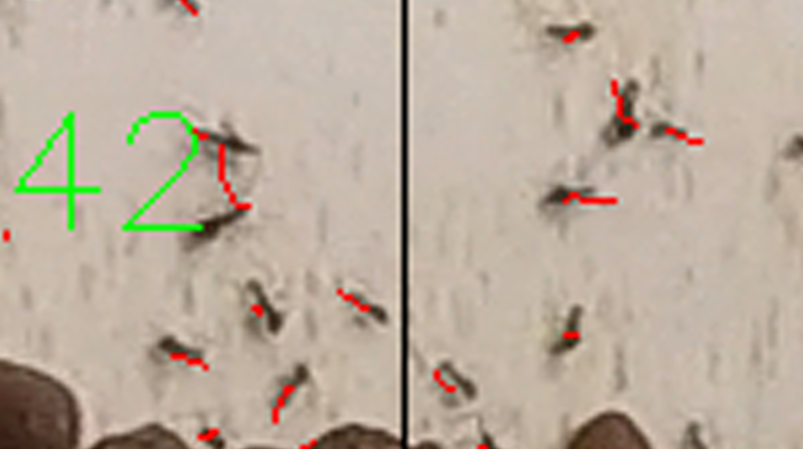 Ant tracking via machine learning